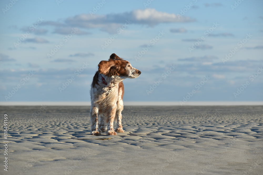 springer spaniel dog ears blowing in the wind on beach springer spaniel dog ears blowing in the wind on beach