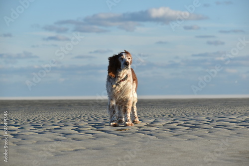 Photography regal springer spaniel dog at beach
