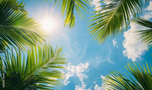 Palm Leaves Against Blue Sky with Cloudy Sunshine and Shadows, View from Bottom 