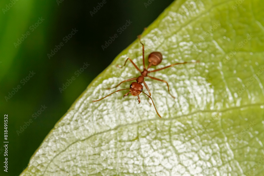 red ant is stay on nature green leaf red ant is stay on nature green leaf