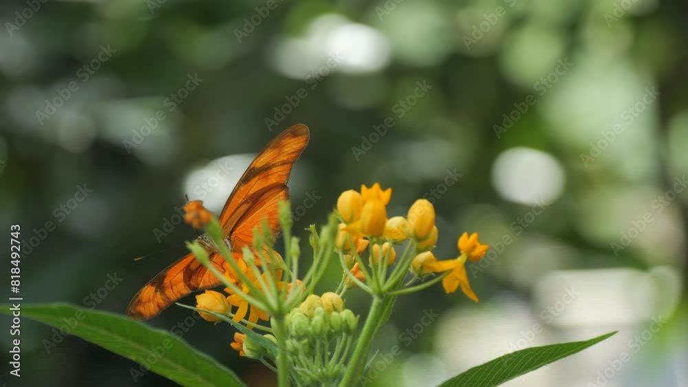 Beautiful butterfly in slow motion sitting on a flower close up view