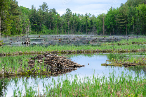 Photos Beaver damns are reflected in the calm pond water on a clear summer evening in s