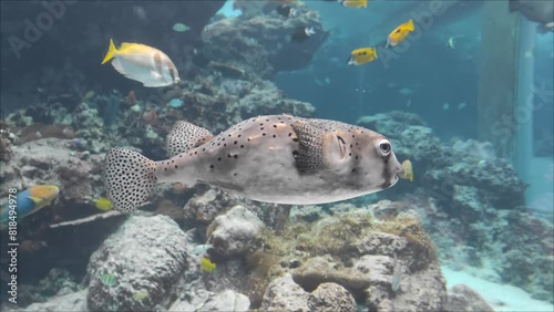 Okinawa Churaumi Aquarium in Okinawa , Japan, one of the largest aquariums in the world photo