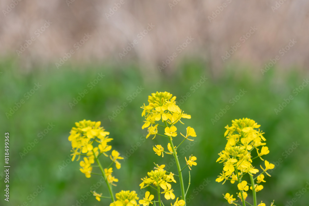 Obraz premium 春の菜の花が咲く風景