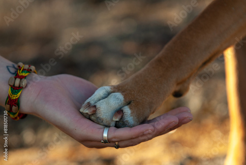 A hand holding the paw of a beloved pet boxer dog
