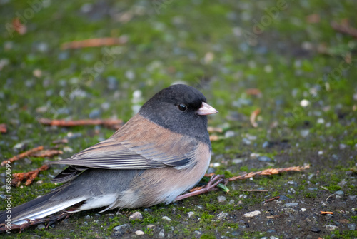 A junco rests on the ground between foraging for food for it's chicks
