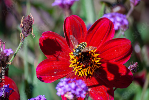 A bee polinates a beautiful blooming spring flower in a park on a sunny day in Victoria BC photo