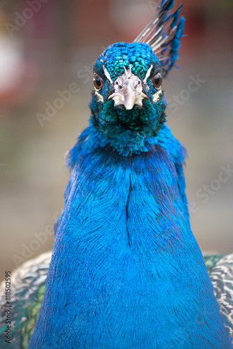 A portrait of a peacock with colorful plumage in a Beacon Hill Park in Victoria BC