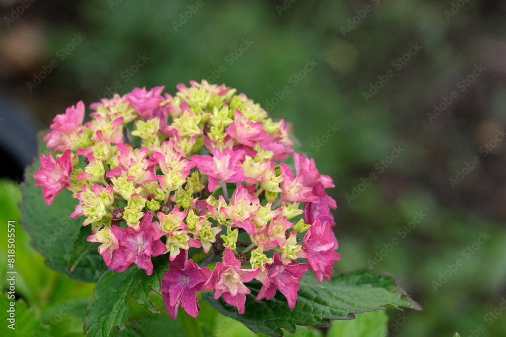 彩り鮮やかなアジサイ