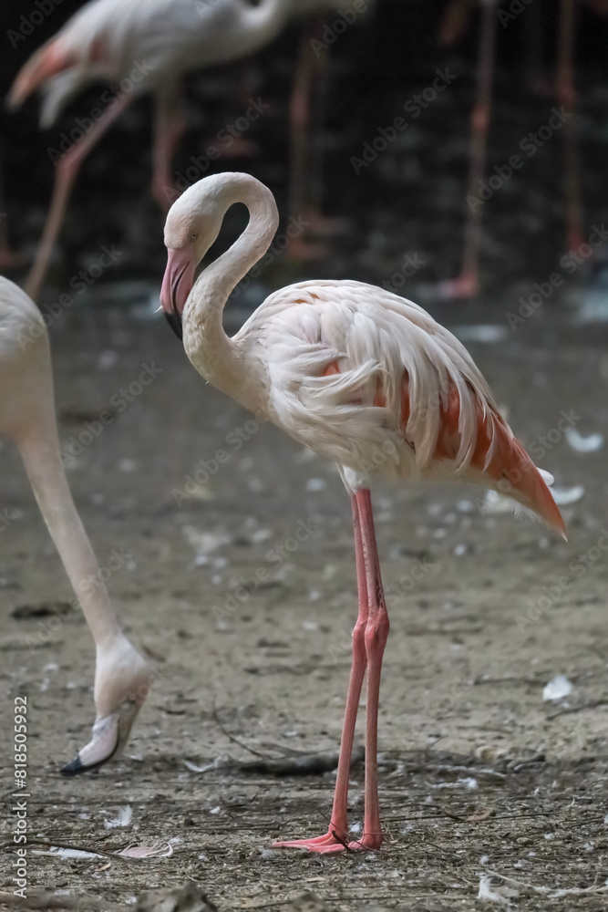 The flamingo is stand up and cute pink bird in nature garden The flamingo is stand up and cute pink bird in nature garden