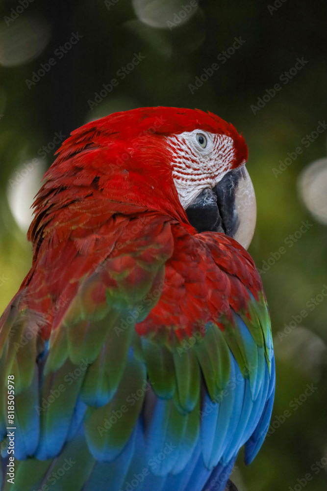 Fototapeta premium Close up the red macaw parrot bird in garden