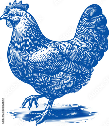 Chicken vector, Hen vector, Rooster vector