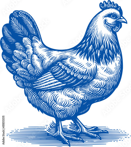 Chicken vector, Hen vector, Rooster vector