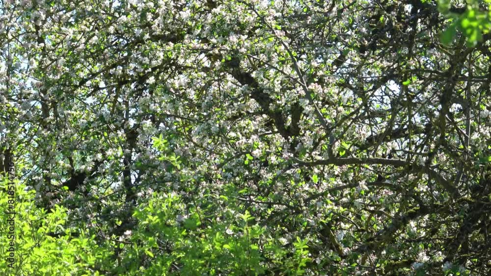 Blooming apple orchard in a country estate Blooming apple orchard in a country estate