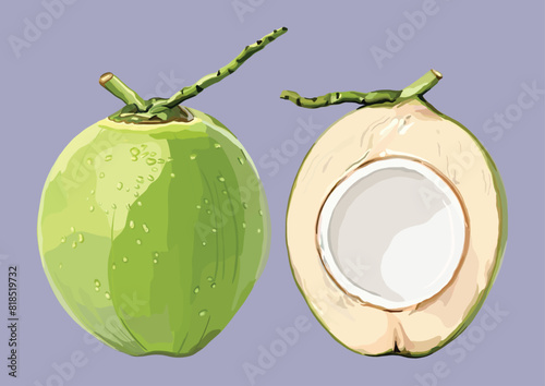 Vector Illustration of Young Coconut, Fruit