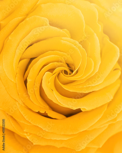 Close up yellow rose with petals macro texture  top view beauty nature aesthetic background  Natural floral pattern soft selective focus  dright monochrome colored stylish photo  sunlight summer mood