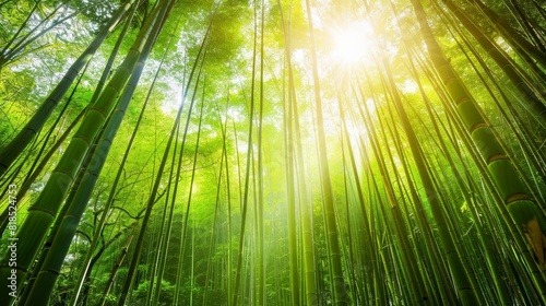 tranquil bamboo grove illuminated by soft sunlight highresolution nature photography