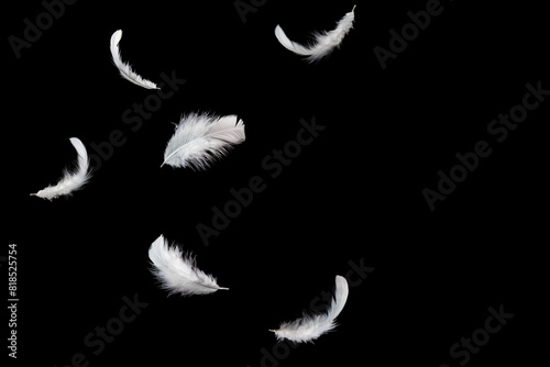 Abstract White Bird Feathers Falling in The Air. Floating Feathers. Softness of Feather on Black Background.