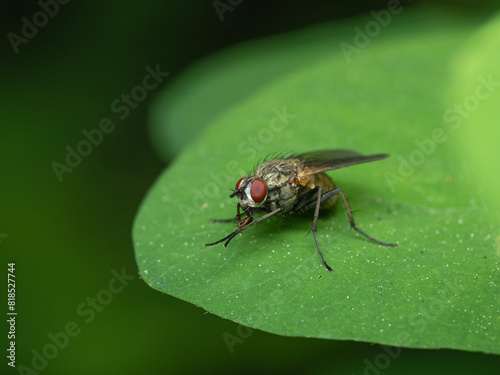 P5130207 Tachinid fly, Tachinidae, on leaf, cECP 2024