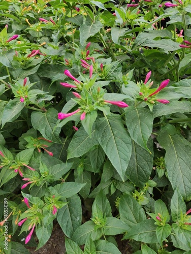 ink Flower, commonly known as the wonder flower of Peru, mirabilis jalapa,Flor Rosa, comúnmente conocida como la flor maravilla del Perú, mirabilis jalapa  photo