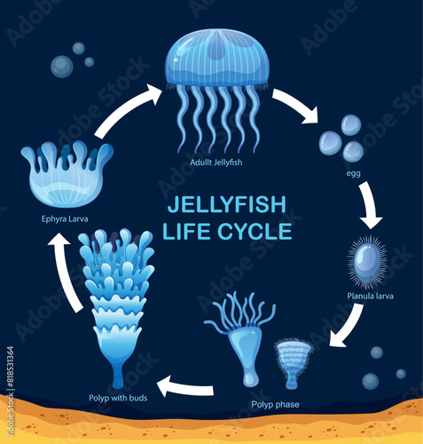 Stages of jellyfish development from egg to adult
