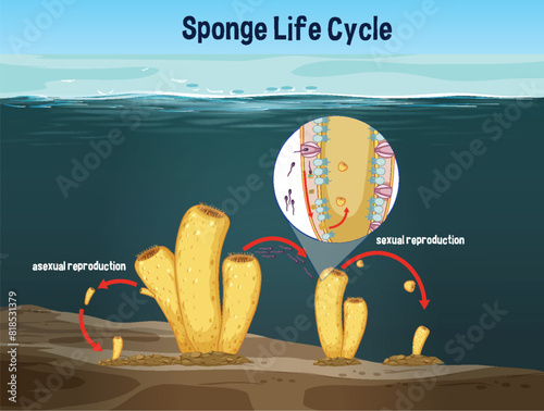 Diagram showing sponge asexual and sexual reproduction