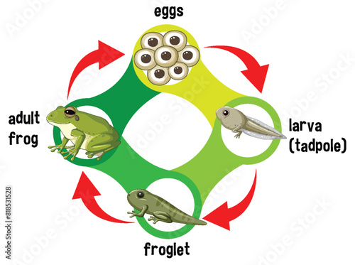 Illustration of frog's life stages from egg to adult