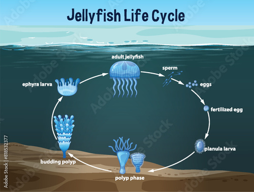 Stages of jellyfish development from egg to adult