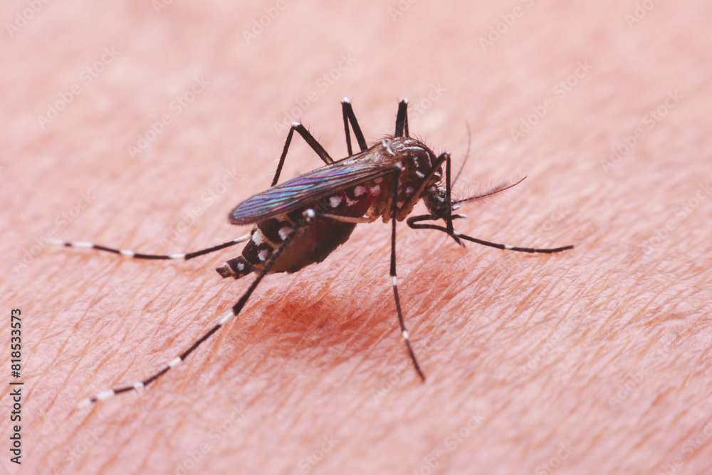 A mosquito that carries dengue fever and Zika virus is sucking blood on a person's skin. A mosquito that carries dengue fever and Zika virus is sucking blood on a person's skin.