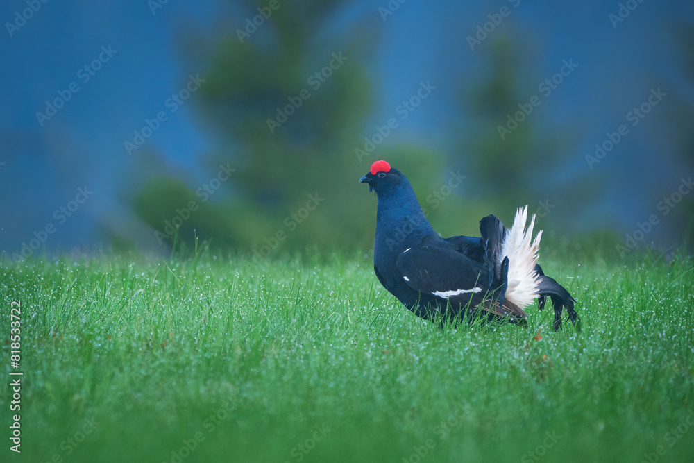 The black grouse - Lyrurus tetrix, also known as northern black grouse, Eurasian black grouse, blackgame or blackcock The black grouse - Lyrurus tetrix, also known as northern black grouse, Eurasian black grouse, blackgame or blackcock