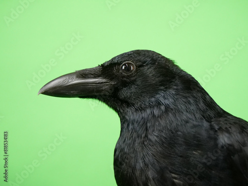 ハシボソガラスの横顔のアップ