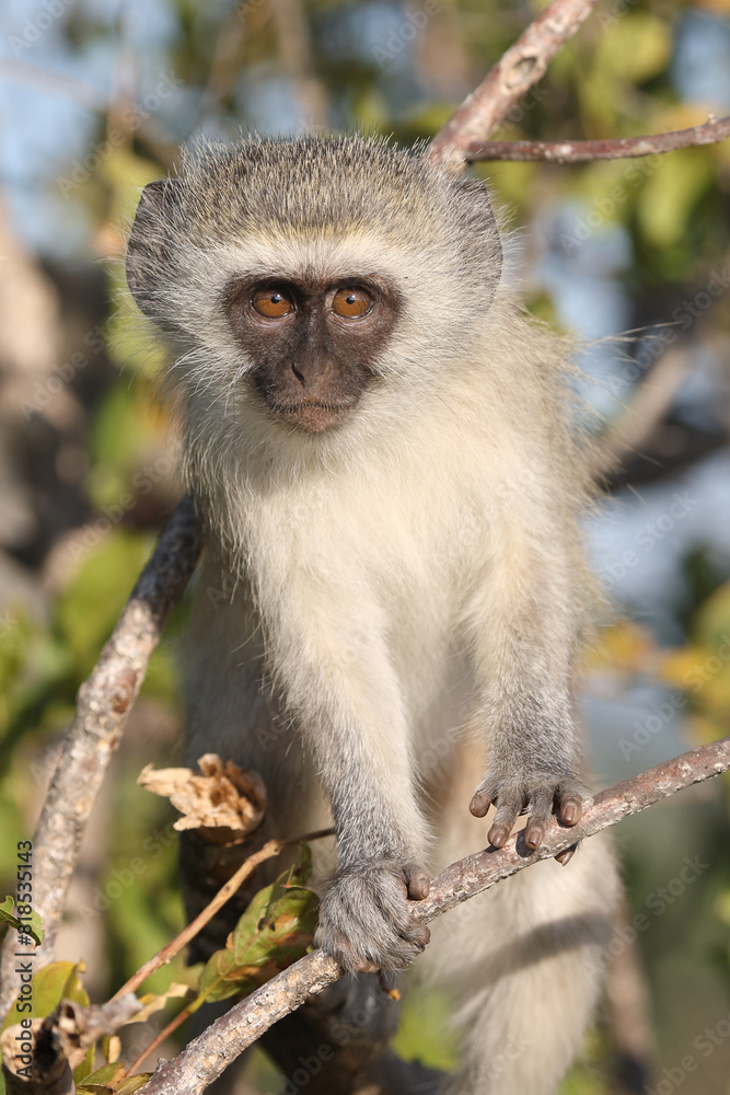 Grüne Meerkatze / Vervet monkey / Cercopithecus aethiops .. Grüne Meerkatze / Vervet monkey / Cercopithecus aethiops ..