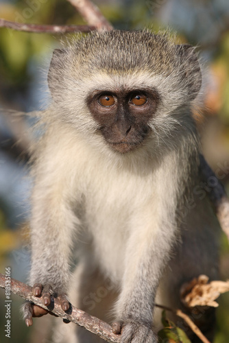 Grüne Meerkatze / Vervet monkey / Cercopithecus aethiops ..