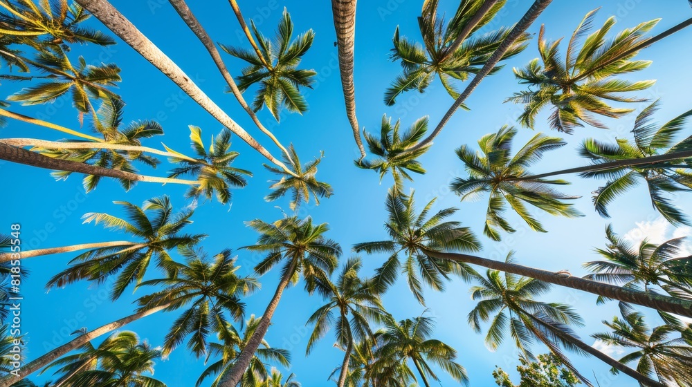 Looking up at tall coconut trees, their leafy crowns silhouetted against a clear blue sky, capturing the essence of a tropical haven Looking up at tall coconut trees, their leafy crowns silhouetted against a clear blue sky, capturing the essence of a tropical haven