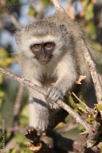 Grüne Meerkatze / Vervet monkey / Cercopithecus aethiops ..