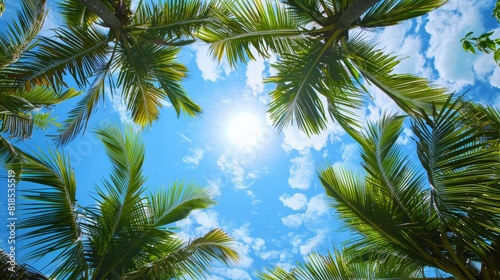 Looking up through a canopy of coconut palms  the leaves creating a natural frame around a bright blue sky  tropical paradise captured