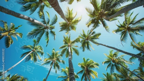 Looking up at tall coconut trees  their leafy crowns silhouetted against a clear blue sky  capturing the essence of a tropical haven