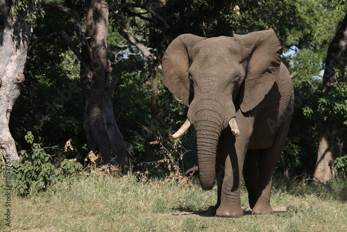 Afrikanischer Elefant   African elephant   Loxodonta africana