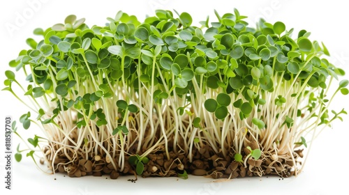 sprouts on isotate white back background