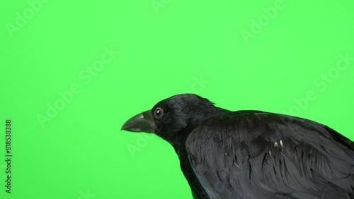 ハシボソガラスのアップ