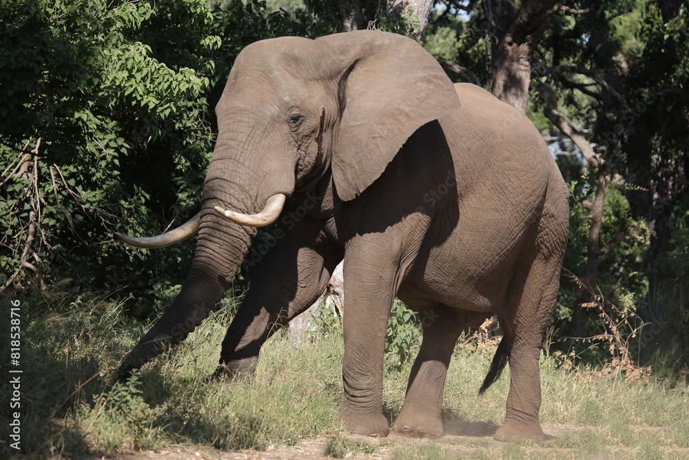 Fototapeta premium Afrikanischer Elefant / African elephant / Loxodonta africana