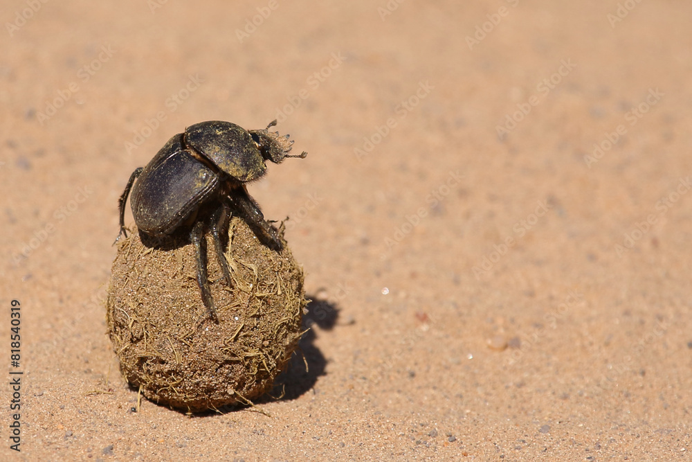 Pillendreher Käfer / Dung beetle / Scarabaeus zambesianus Pillendreher Käfer / Dung beetle / Scarabaeus zambesianus