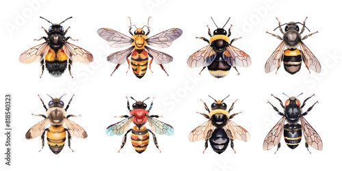 Set collection of watercolor honey bee, beehive, honeycombs on a white background photo