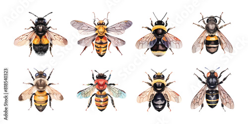Set collection of watercolor honey bee, beehive, honeycombs on a white background