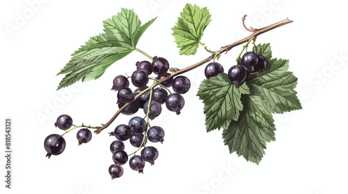 Black currant branch with berries cluster and leaf. B