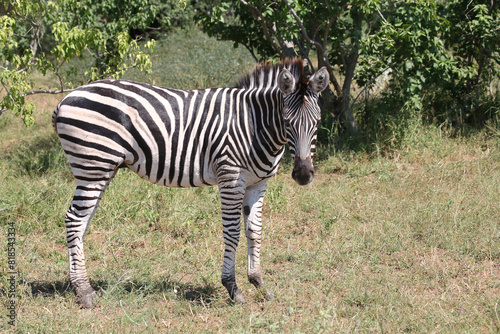 Steppenzebra   Burchell s zebra   Equus quagga burchellii.