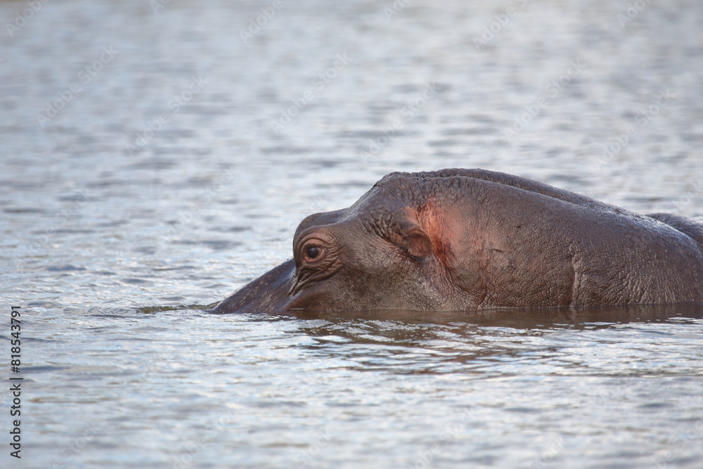 Flußpferd / Hippopotamus / Hippopotamus amphibius Flußpferd / Hippopotamus / Hippopotamus amphibius