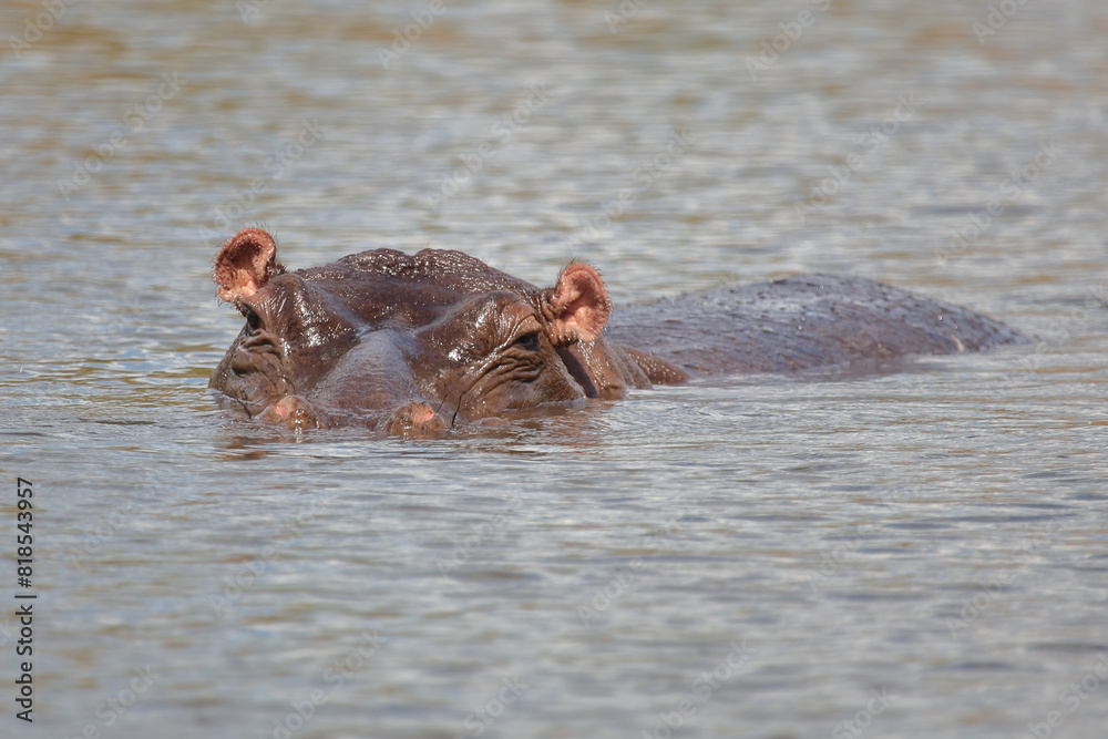 Fototapeta premium Flußpferd / Hippopotamus / Hippopotamus amphibius