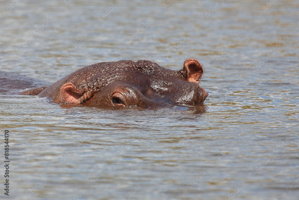Fototapeta premium Flußpferd / Hippopotamus / Hippopotamus amphibius