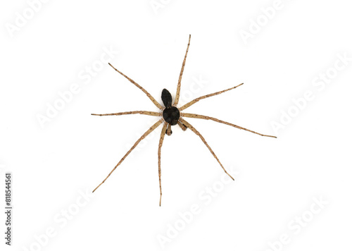 Black spider on white background